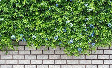 mur decorative